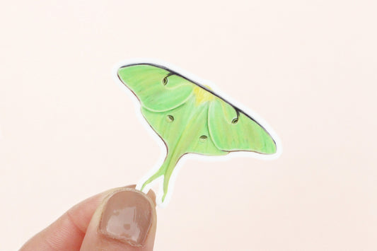 Luna Moth Vinyl Sticker, Illustration, Butterfly Gift Nature Gift | TheMagnetMaiden